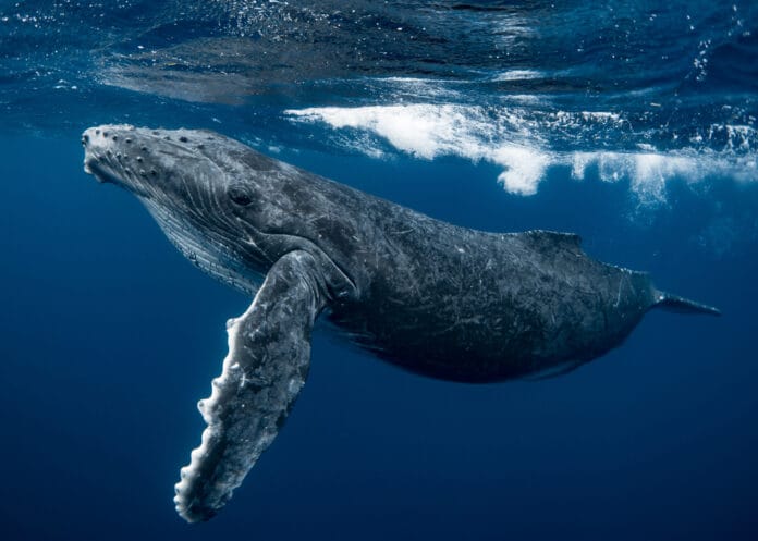 A humpback whale swimming underwater, representing the recent incident where a kayaker was accidentally scooped into a whale’s mouth in Chile.