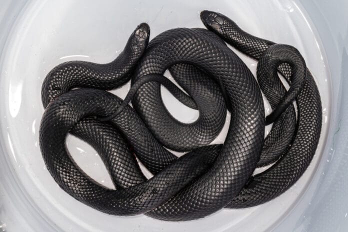 Group of venomous red-bellied black snakes coiled together in a white container.