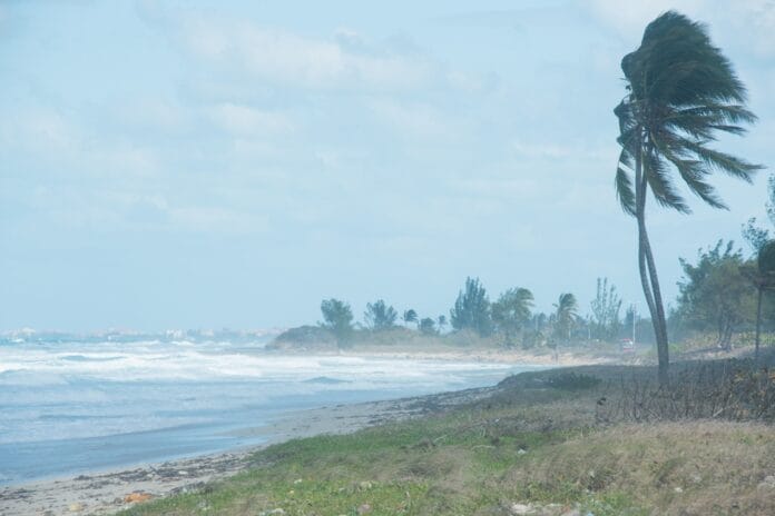 Strong winds bend palm trees along a stormy coastline as rough waves crash onto the shore.